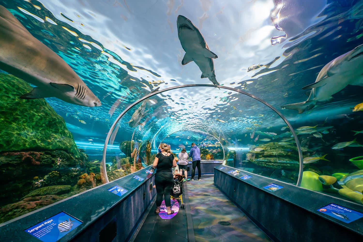 Ripley's Aquarium of Canada